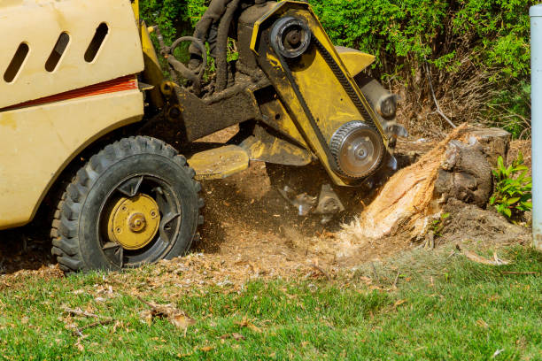 Best Fruit Tree Pruning  in Prince George, VA