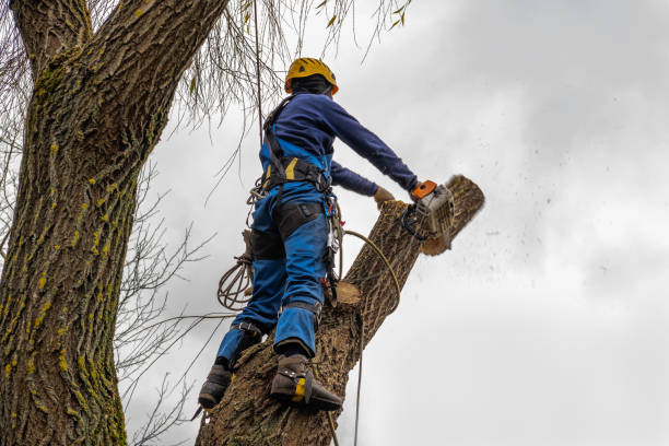 Best Root Management and Removal  in Prince George, VA