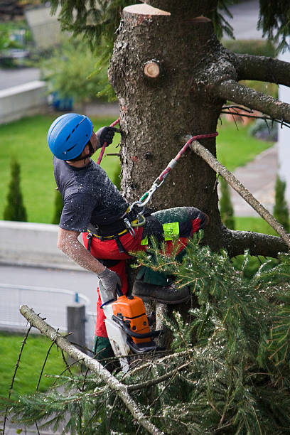 Best Tree Disease Treatment  in Prince George, VA