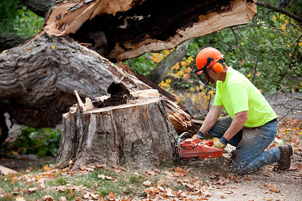 Best Tree Preservation Services  in Prince George, VA