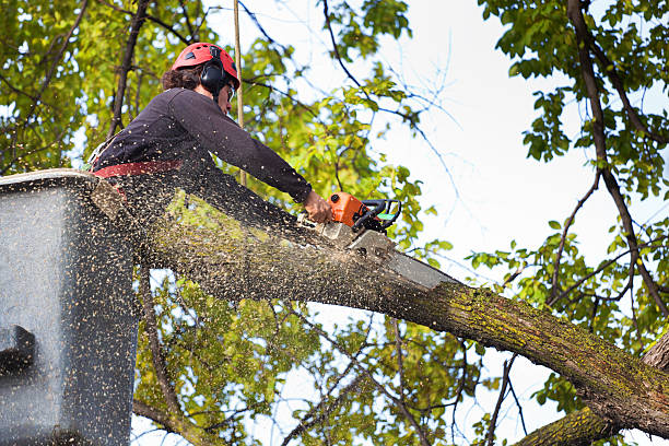 Best Stump Grinding and Removal  in Prince George, VA