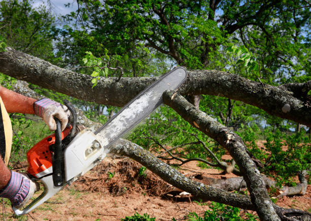 Best Lawn Grading and Leveling  in Prince George, VA