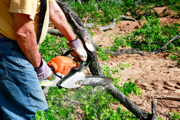 Best Tree Trimming and Pruning  in Prince George, VA